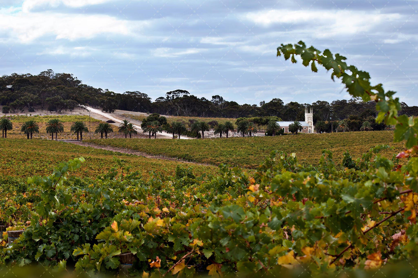 Barossa Valley Vineyard 2