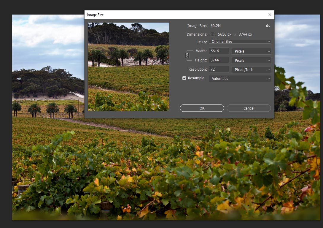 Barossa Valley Vineyard 2