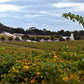 Barossa Valley Vineyard 2