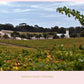 Barossa Valley Vineyard 2